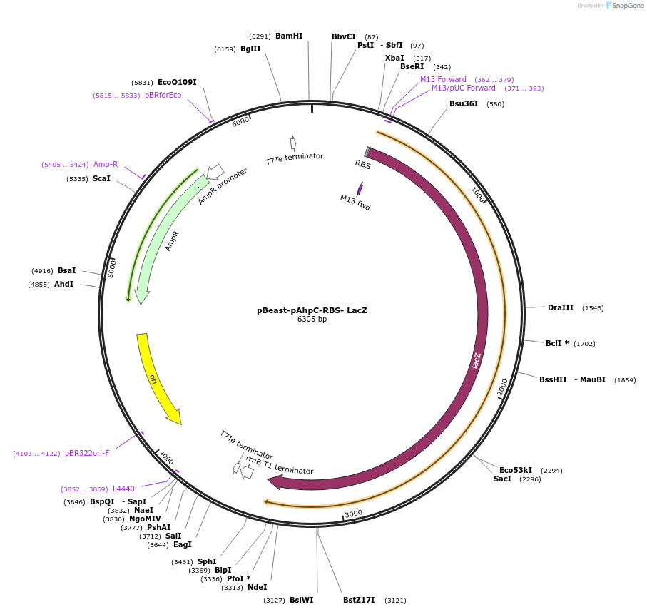 190060-plasmid-map-sequence-id-377978