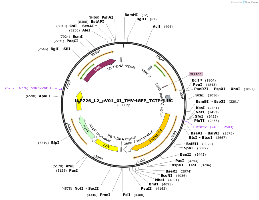 192406-plasmid-map-sequence-id-377981