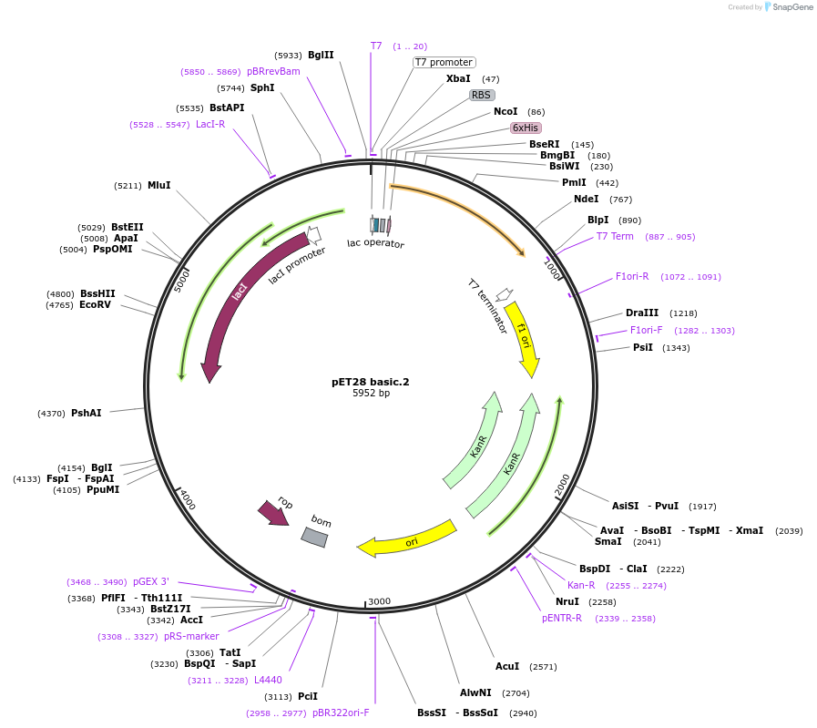 191911-plasmid-map-sequence-id-377986