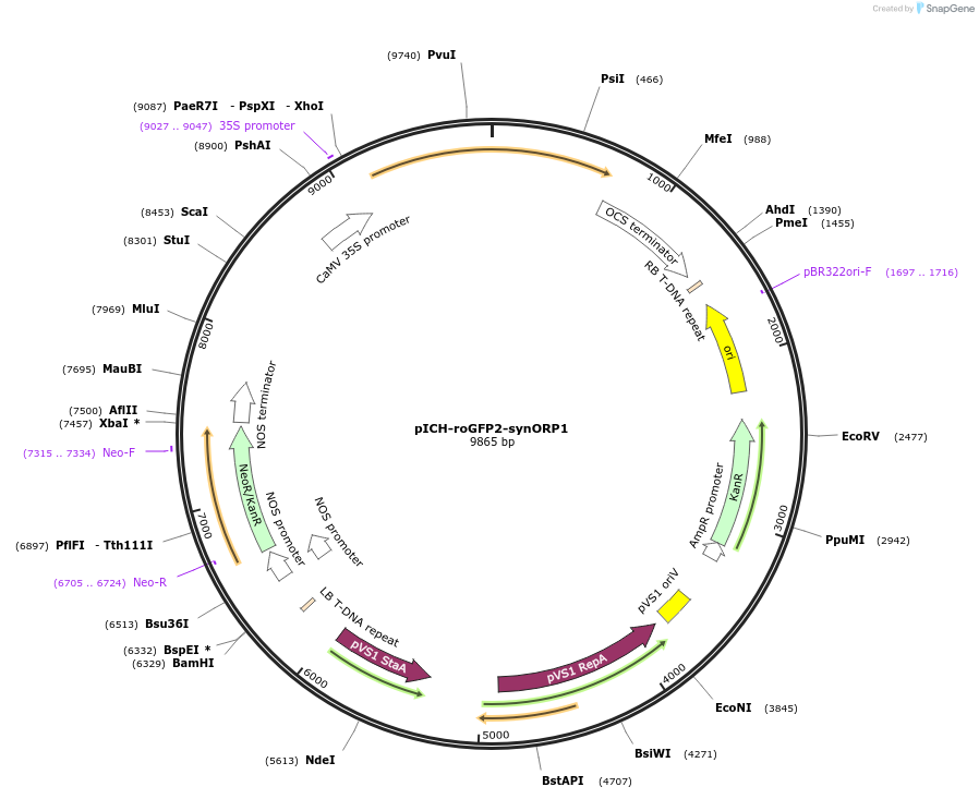 191680-plasmid-map-sequence-id-377992