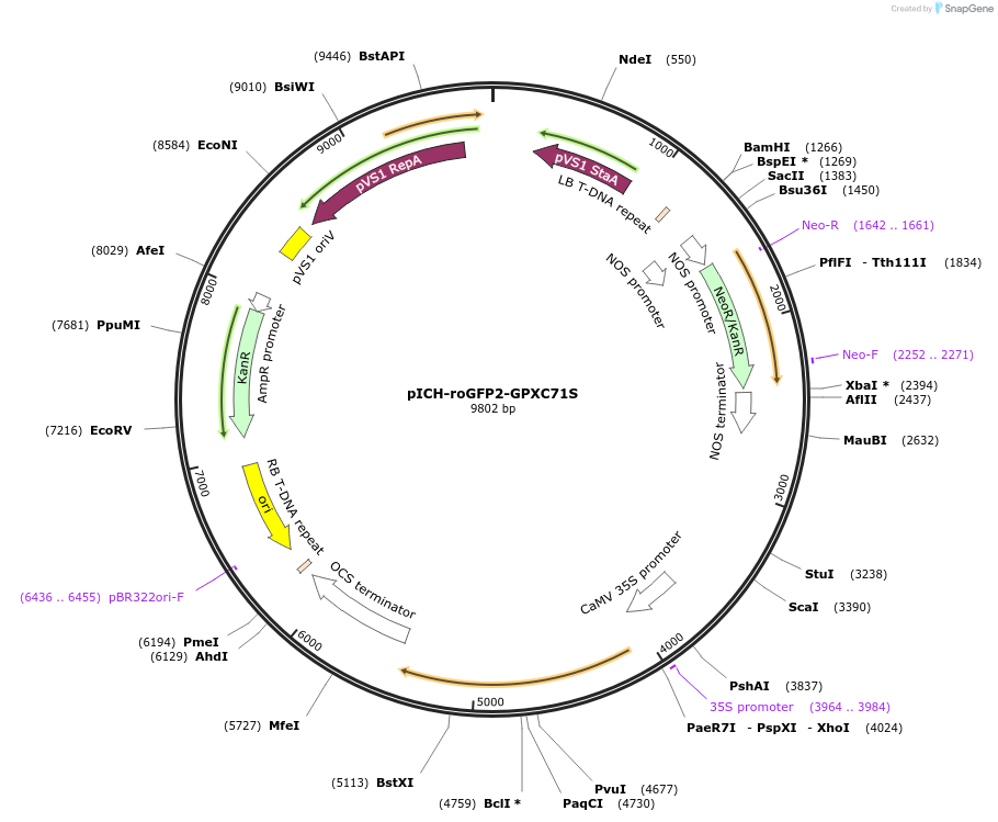 191698-plasmid-map-sequence-id-377993