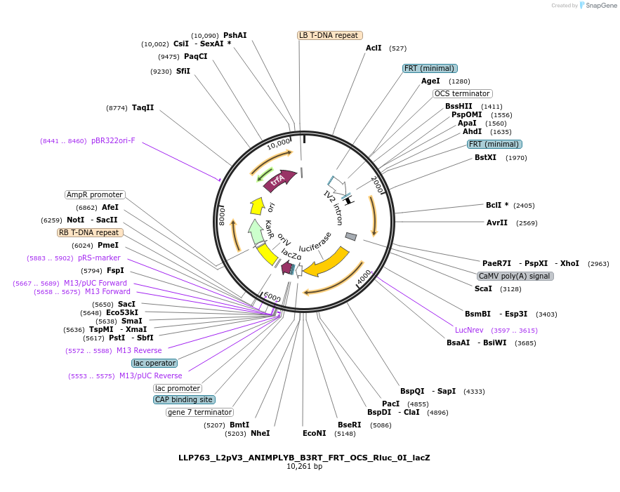 192407-plasmid-map-sequence-id-378012