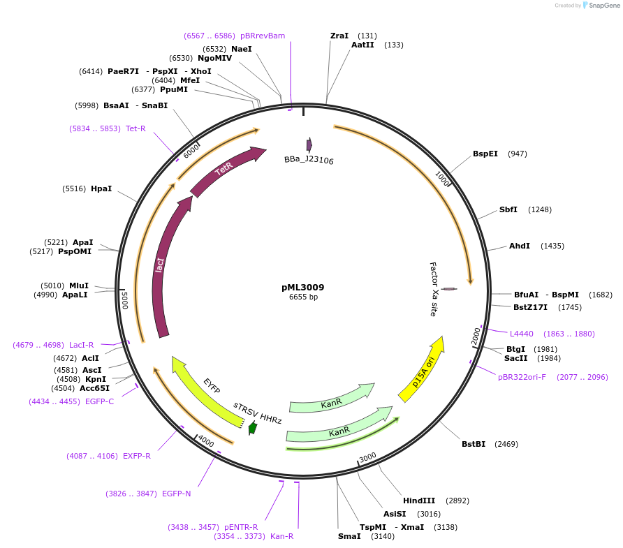 193256-plasmid-map-sequence-id-378045