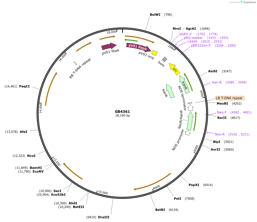 187815-plasmid-map-sequence-id-378046