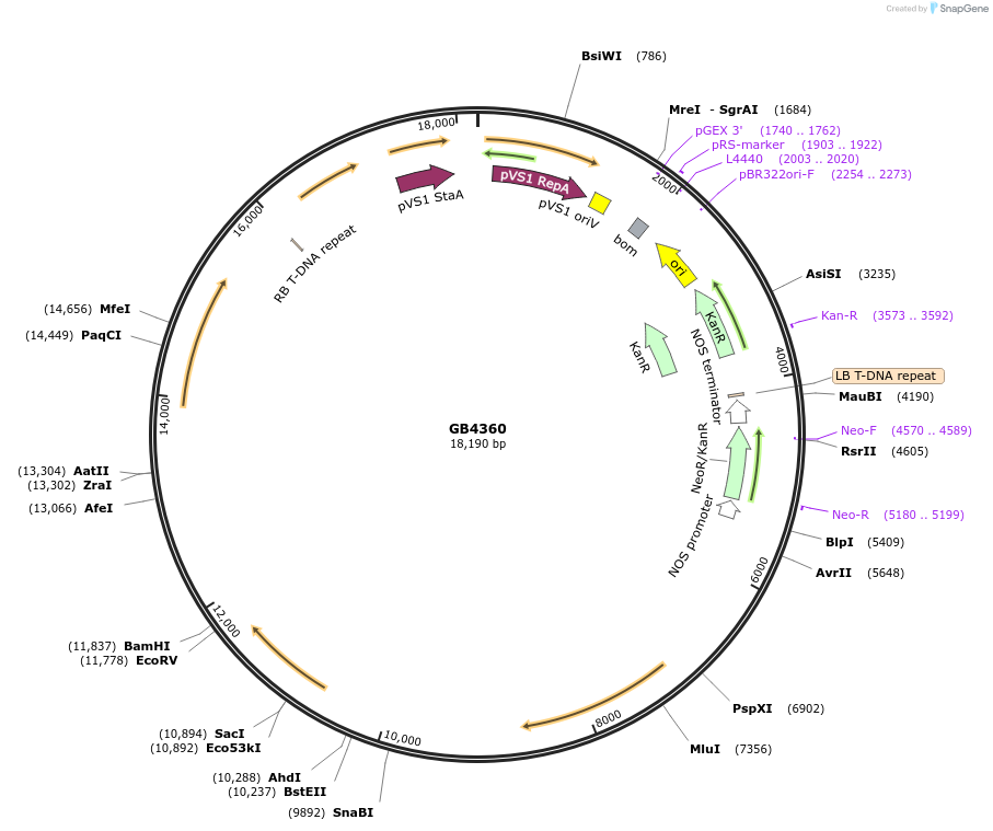 187814-plasmid-map-sequence-id-378050