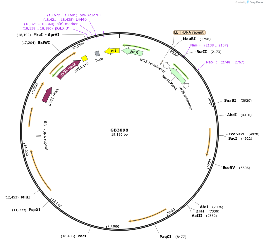 187812-plasmid-map-sequence-id-378051