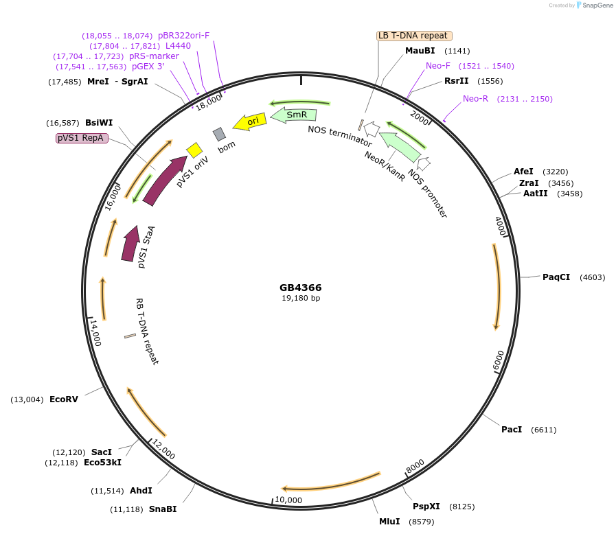 187816-plasmid-map-sequence-id-378052