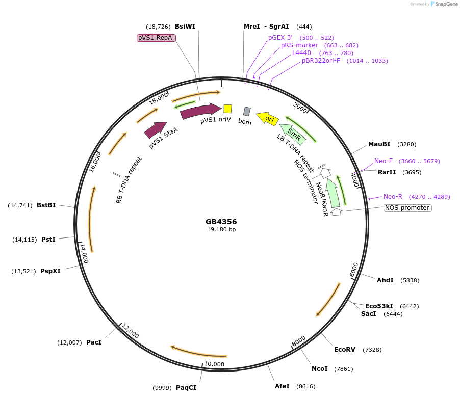 187813-plasmid-map-sequence-id-378053