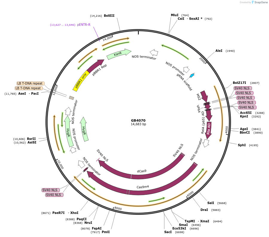 187811-plasmid-map-sequence-id-378054