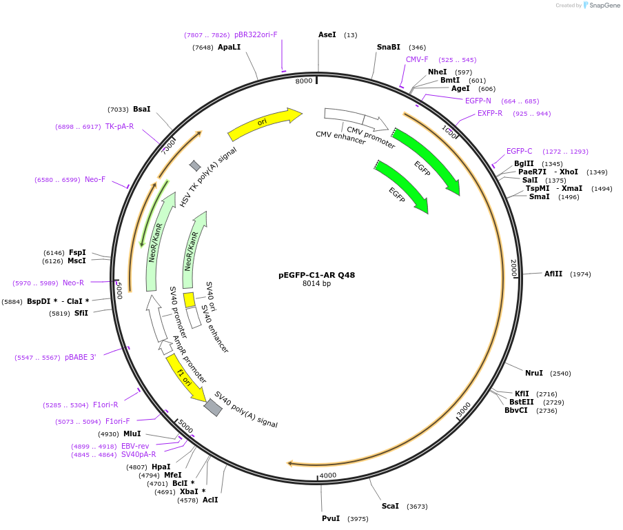 86428-plasmid-map-sequence-id-378065