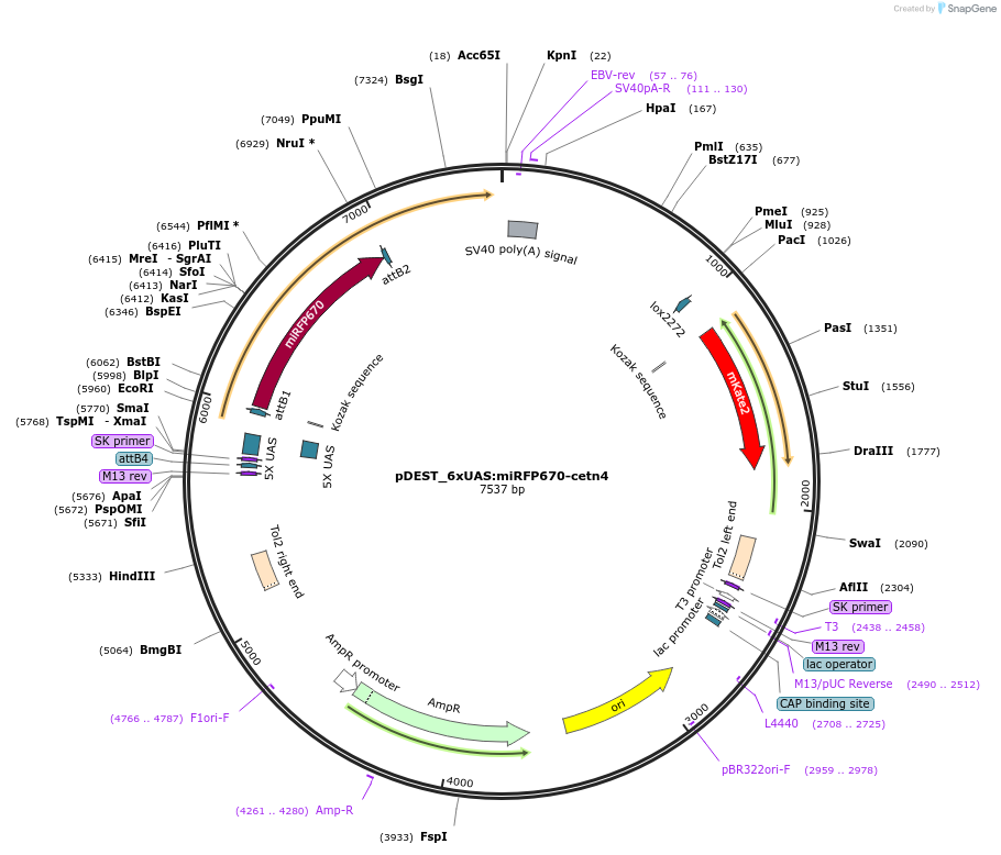 192357-plasmid-map-sequence-id-378068