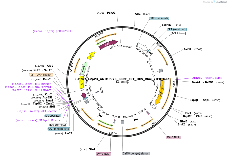 192411-plasmid-map-sequence-id-378097
