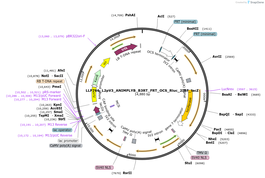 192410-plasmid-map-sequence-id-378100