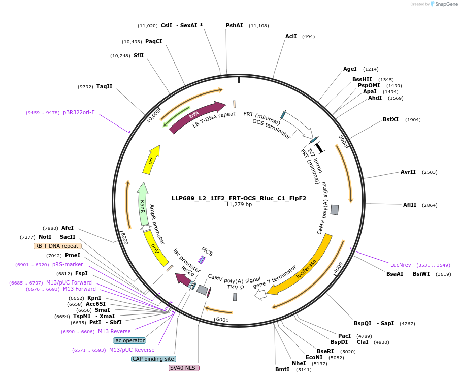 192412-plasmid-map-sequence-id-378102