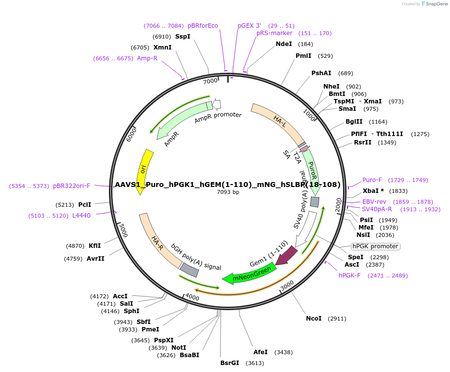 176932-plasmid-map-sequence-id-378103