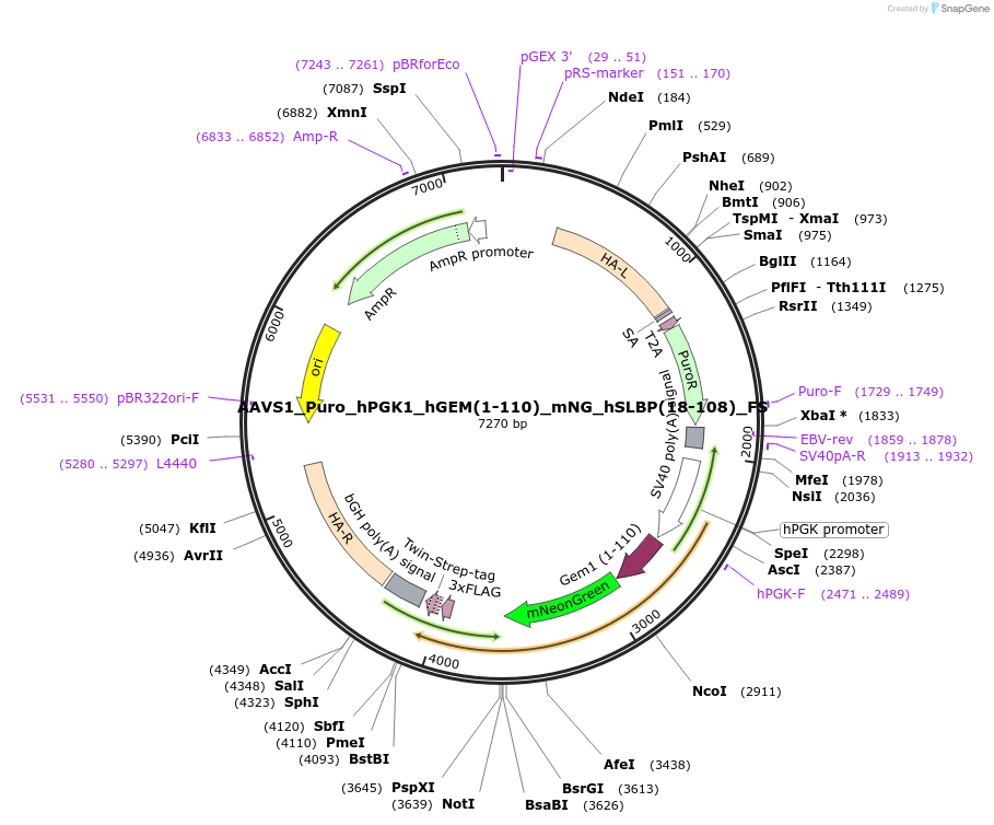 191527-plasmid-map-sequence-id-378107
