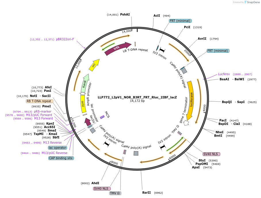 192432-plasmid-map-sequence-id-378114