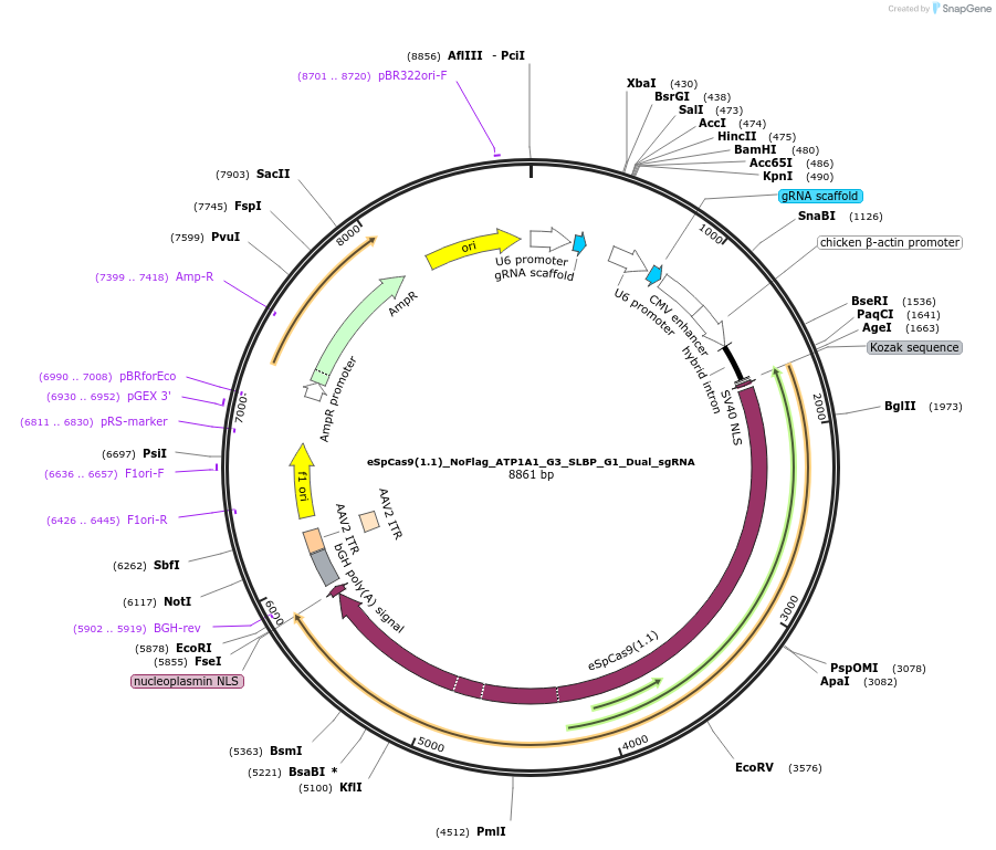 191528-plasmid-map-sequence-id-378116