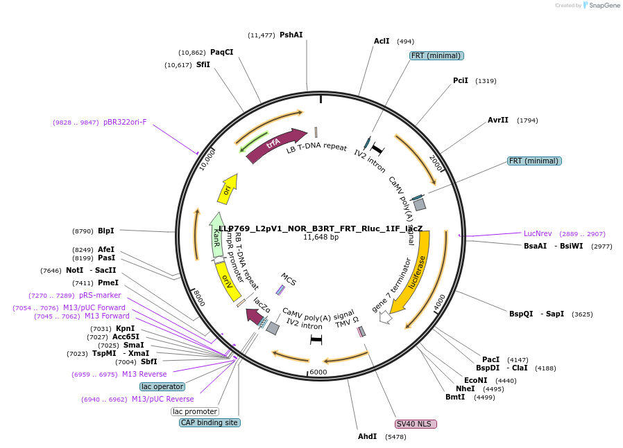 192429-plasmid-map-sequence-id-378126