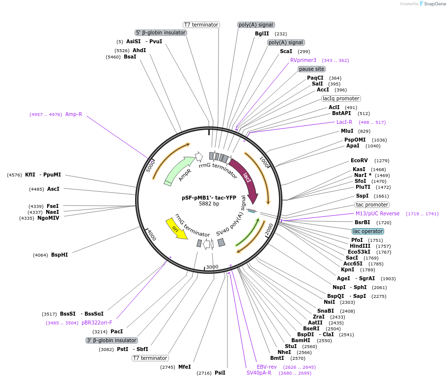 186566-plasmid-map-sequence-id-378130