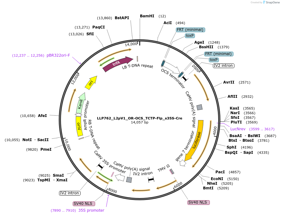 192421-plasmid-map-sequence-id-378131