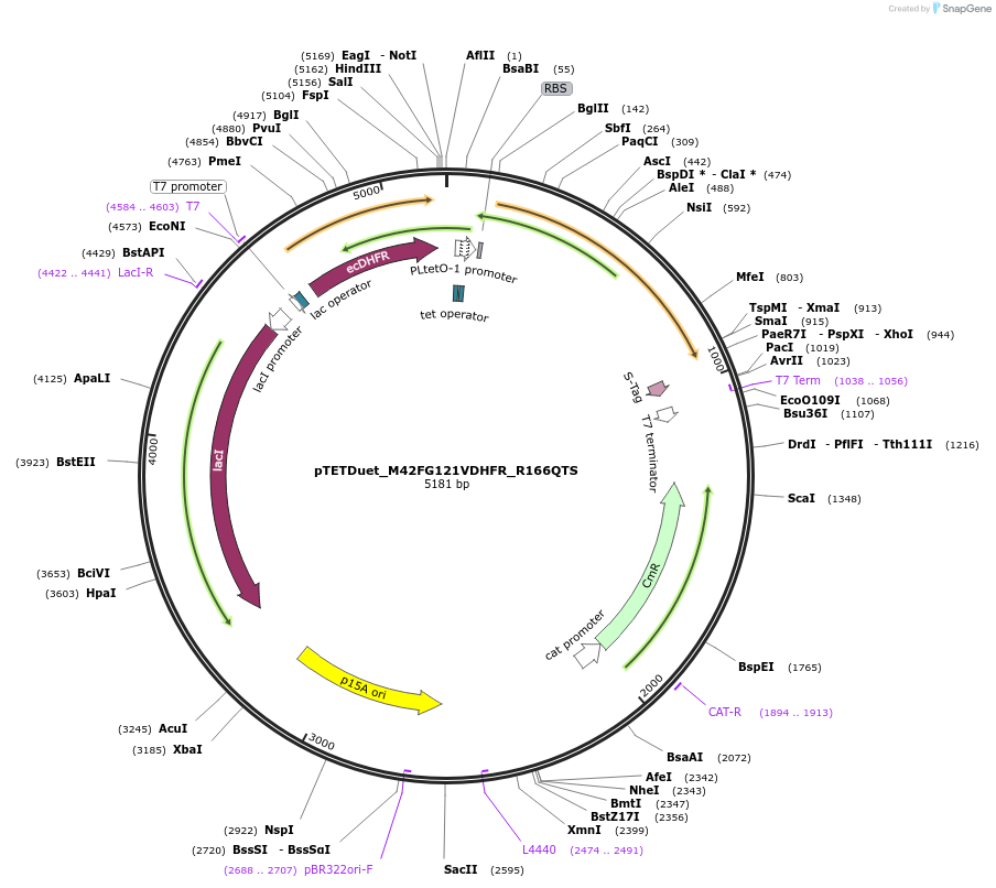 191298-plasmid-map-sequence-id-378132