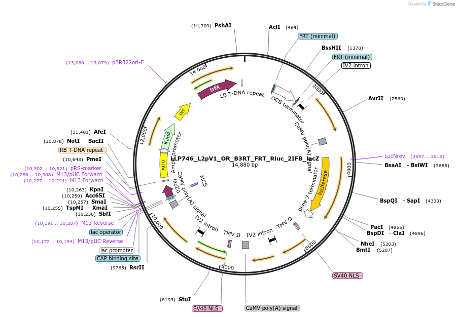 192390-plasmid-map-sequence-id-378137