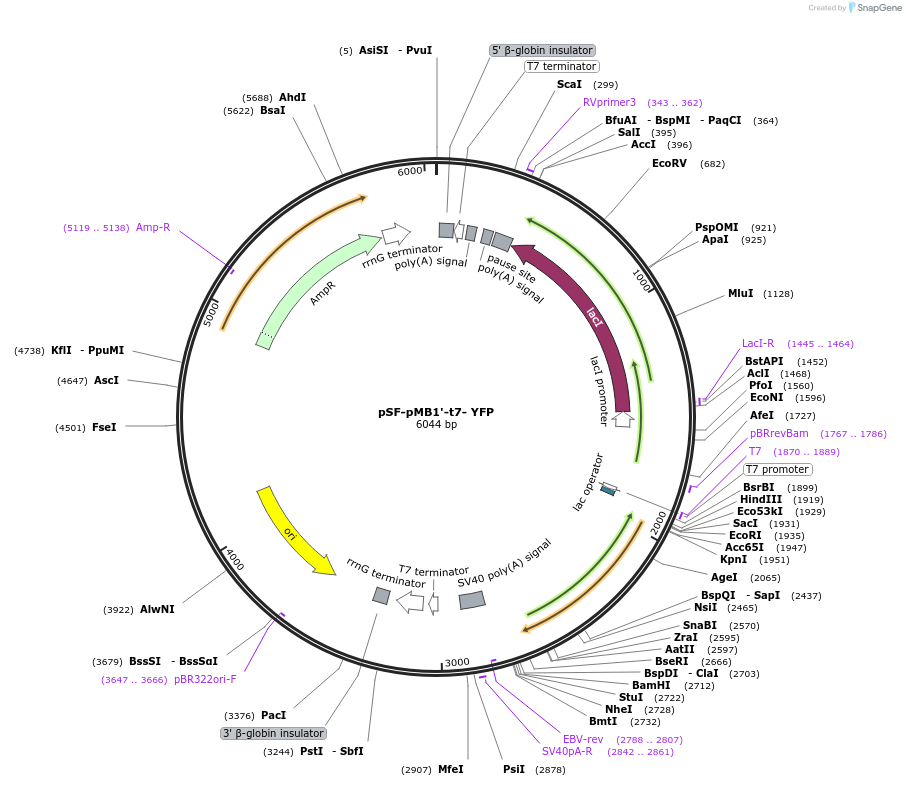 186564-plasmid-map-sequence-id-378138