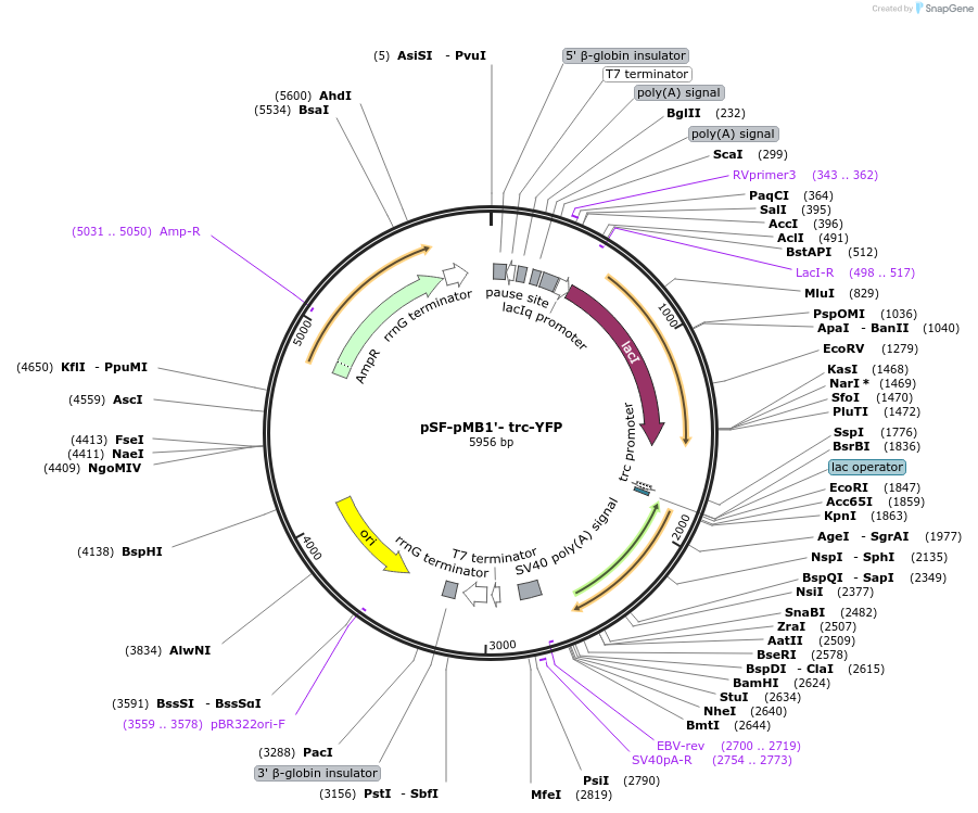 186565-plasmid-map-sequence-id-378139