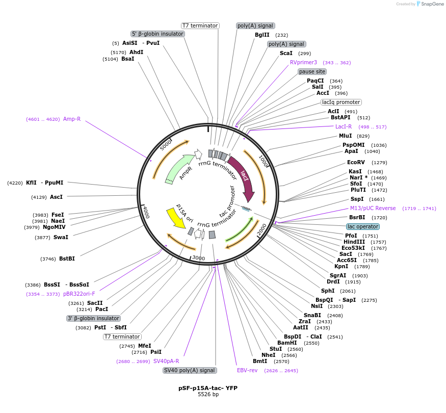 186570-plasmid-map-sequence-id-378192