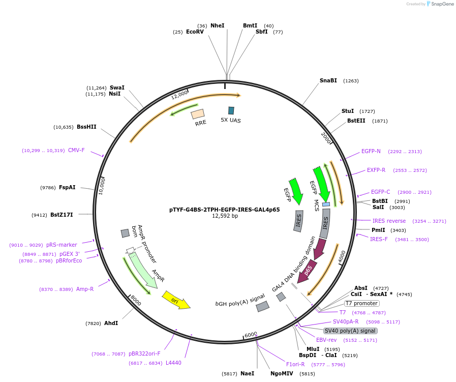 32569-plasmid-map-sequence-id-37823