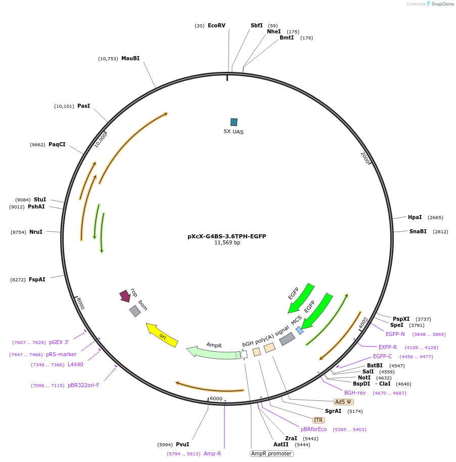 32572-plasmid-map-sequence-id-37826