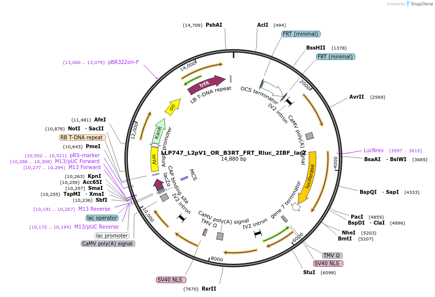 192391-plasmid-map-sequence-id-378273
