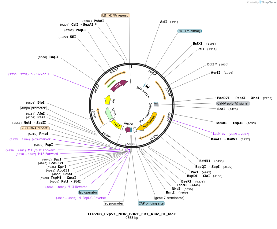 192428-plasmid-map-sequence-id-378281