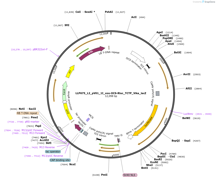 192427-plasmid-map-sequence-id-378283