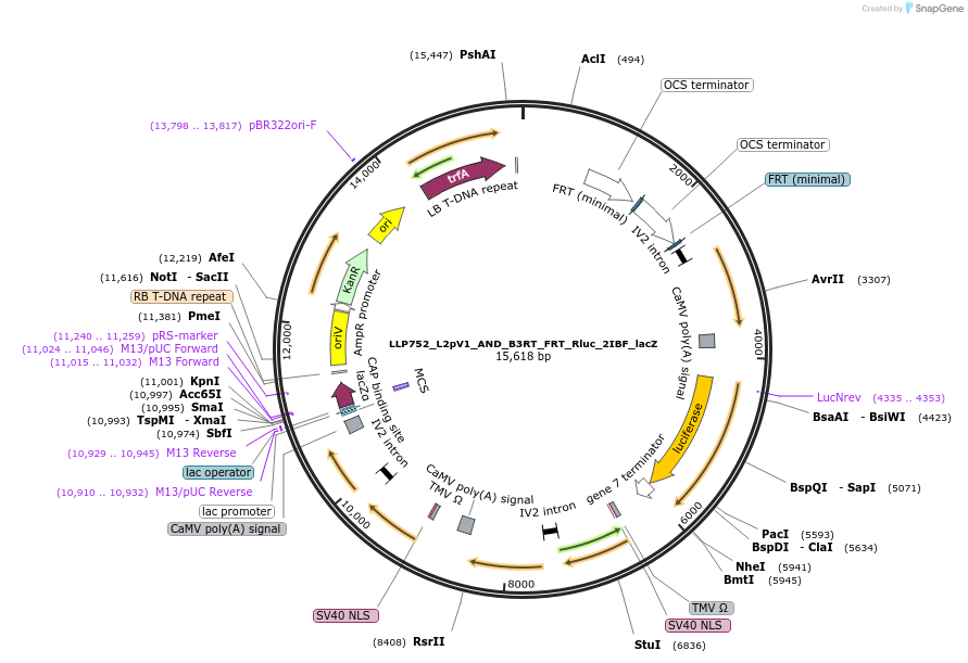 192396-plasmid-map-sequence-id-378286