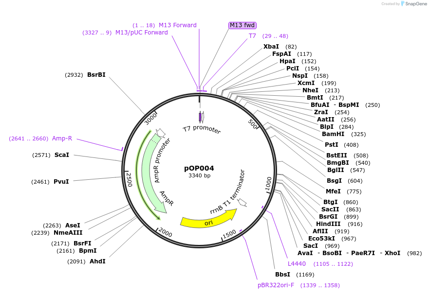 185985-plasmid-map-sequence-id-378299
