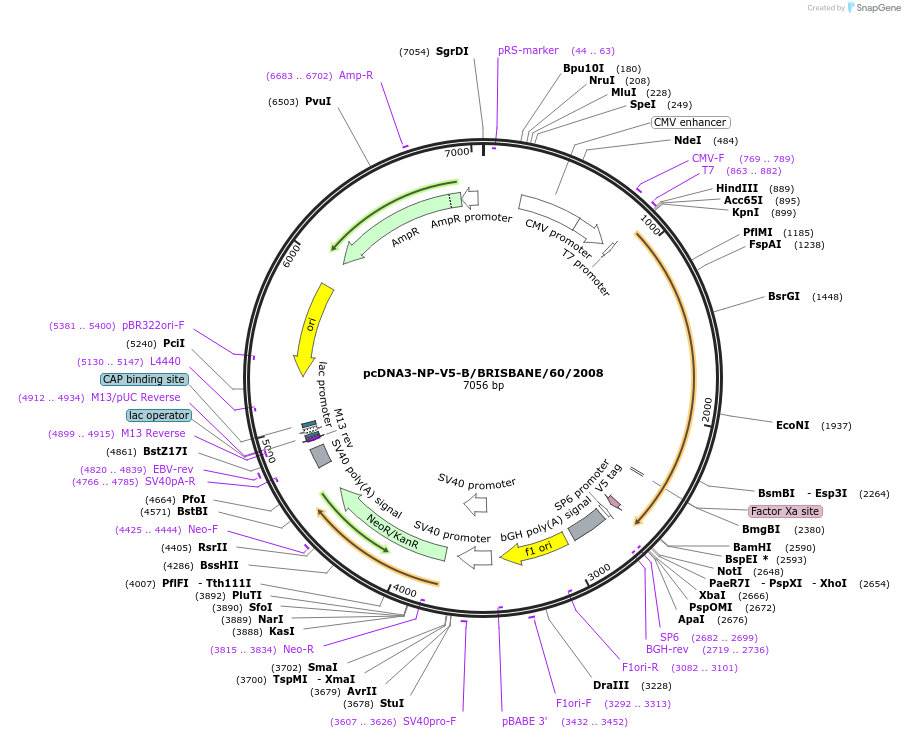 187923-plasmid-map-sequence-id-378302