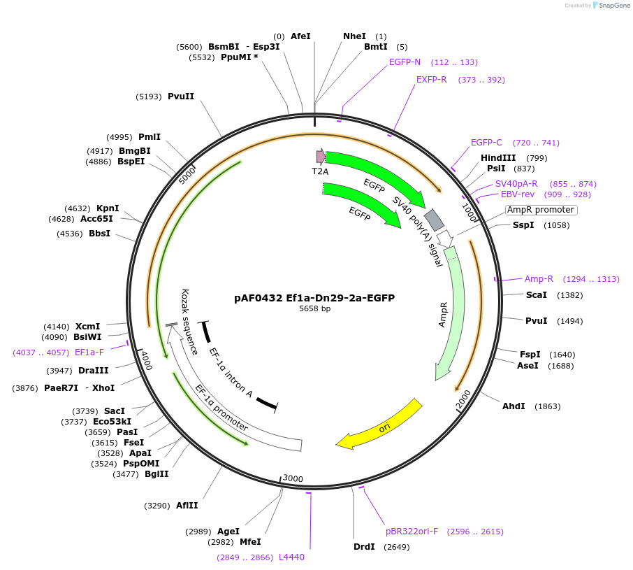 193459-plasmid-map-sequence-id-378304