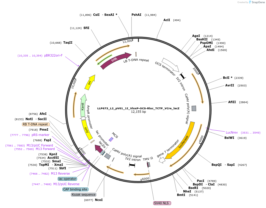 192425-plasmid-map-sequence-id-378309