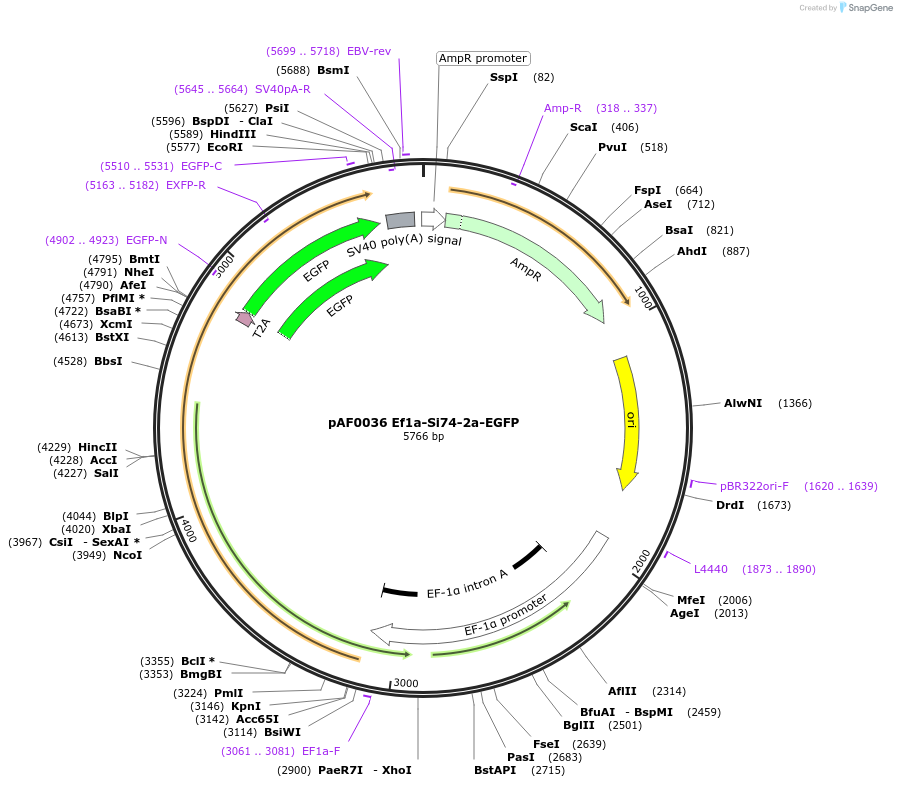 193463-plasmid-map-sequence-id-378311