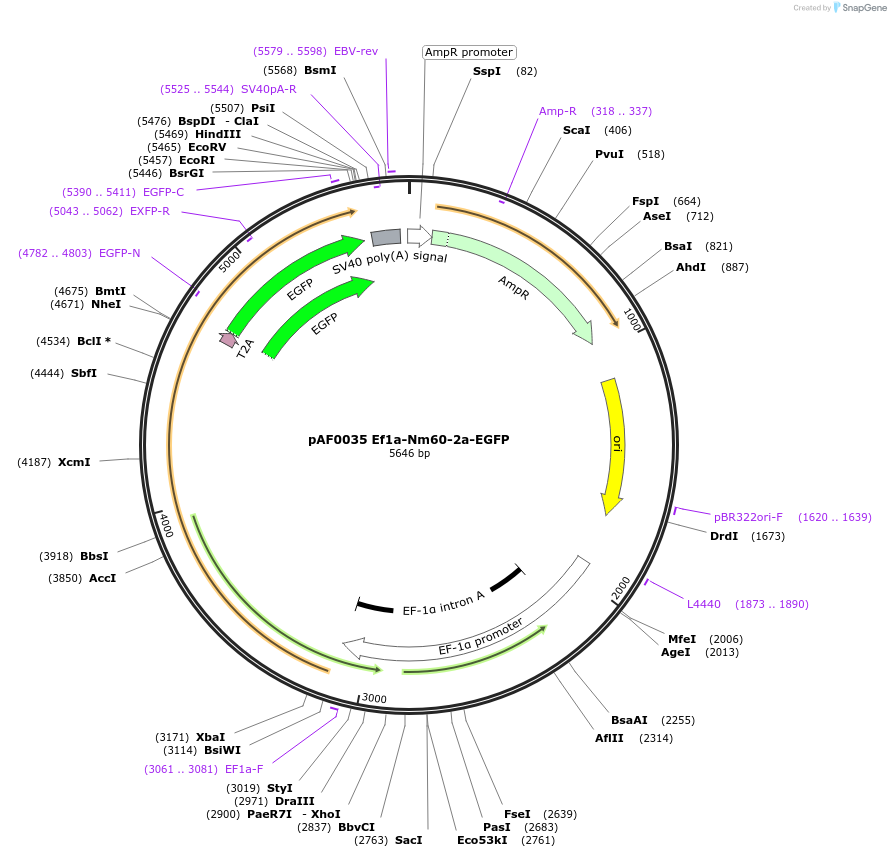 193464-plasmid-map-sequence-id-378312