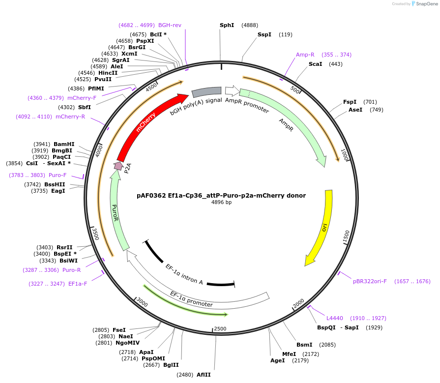 193469-plasmid-map-sequence-id-378317