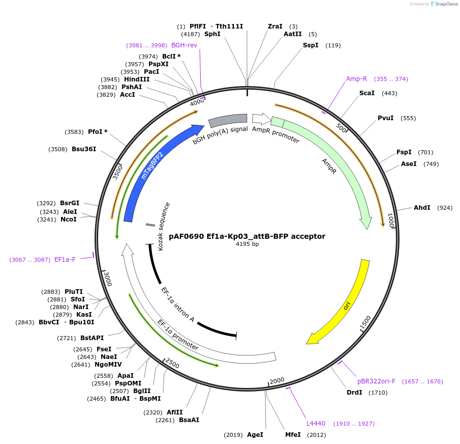 193473-plasmid-map-sequence-id-378321