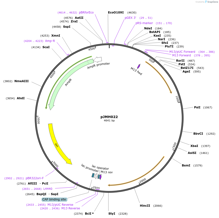 186635-plasmid-map-sequence-id-378326