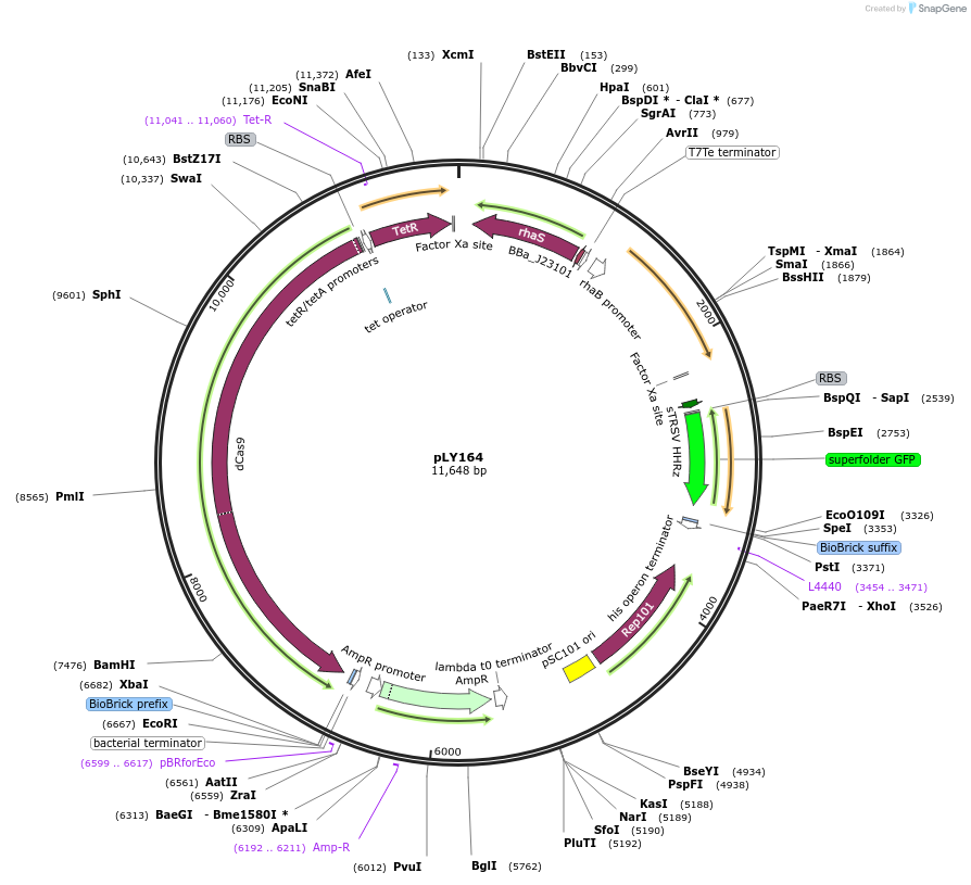 184140-plasmid-map-sequence-id-378329