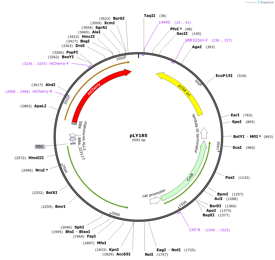 184146-plasmid-map-sequence-id-378330