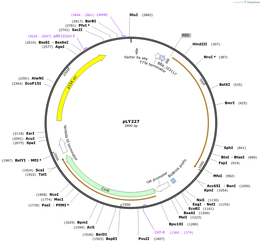 184148-plasmid-map-sequence-id-378335