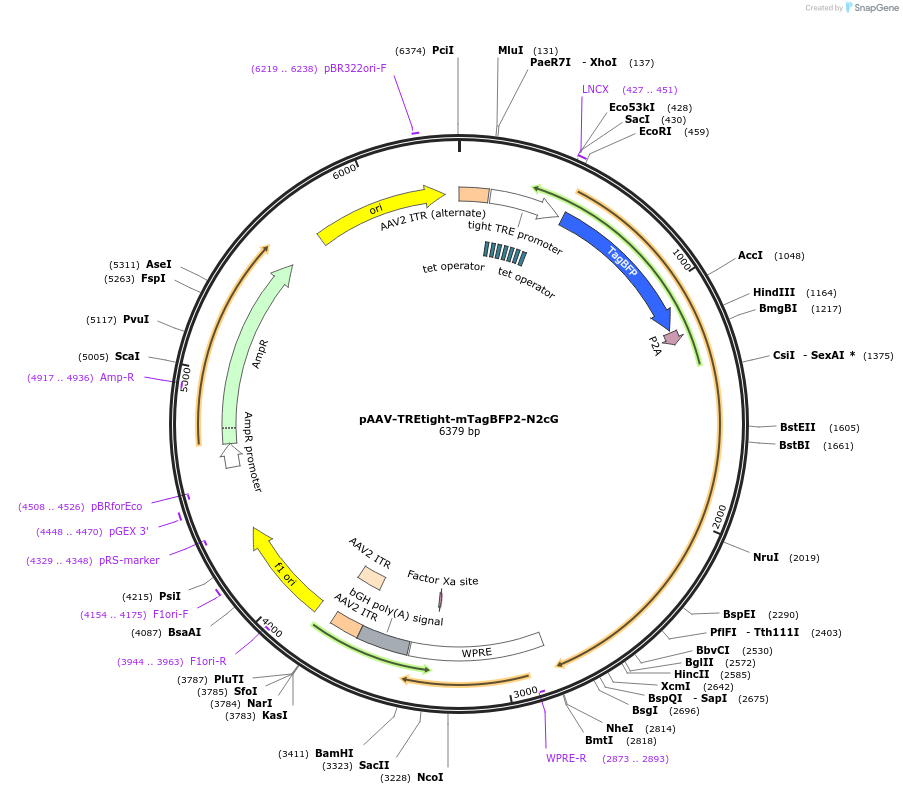 192838-plasmid-map-sequence-id-378336