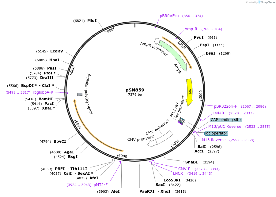 190692-plasmid-map-sequence-id-378337
